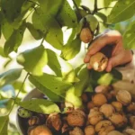 تولید برق سبز با پوست گردو - ابتکاری کم‌هزینه و پایدار در حوزه انرژی پاک