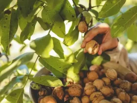 تولید برق سبز با پوست گردو - ابتکاری کم‌هزینه و پایدار در حوزه انرژی پاک