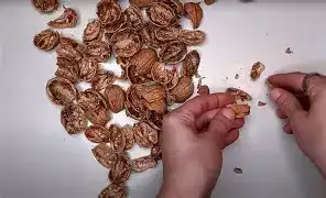 تولید برق سبز با پوست گردو - ابتکاری کم‌هزینه و پایدار در حوزه انرژی پاک