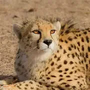 یوز آسیایی نماد مسئولیت مشترک ما در برابر نسل‌های آینده