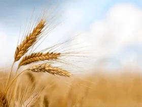 قیمت خرید تضمینی گندم همچنان بلاتکلیف؛ هشدار مجلس به وزارت جهاد