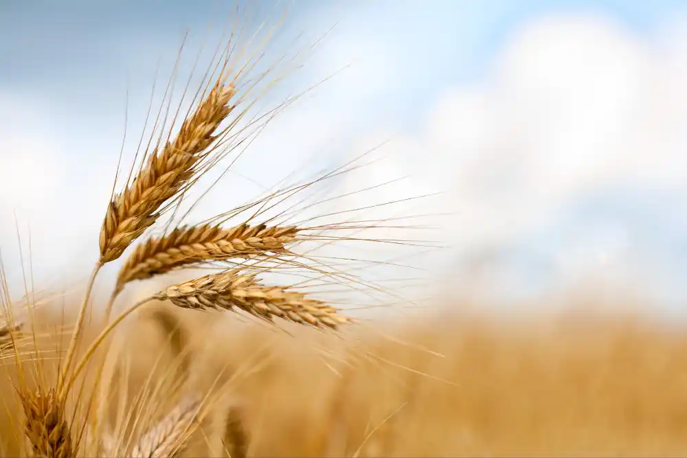 قیمت خرید تضمینی گندم همچنان بلاتکلیف؛ هشدار مجلس به وزارت جهاد