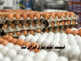 قیمت تخم‌مرغ گران شد؛ هر کیلو درب مرغداری ۷۹٬۰۰۰ تومان اعلام شد