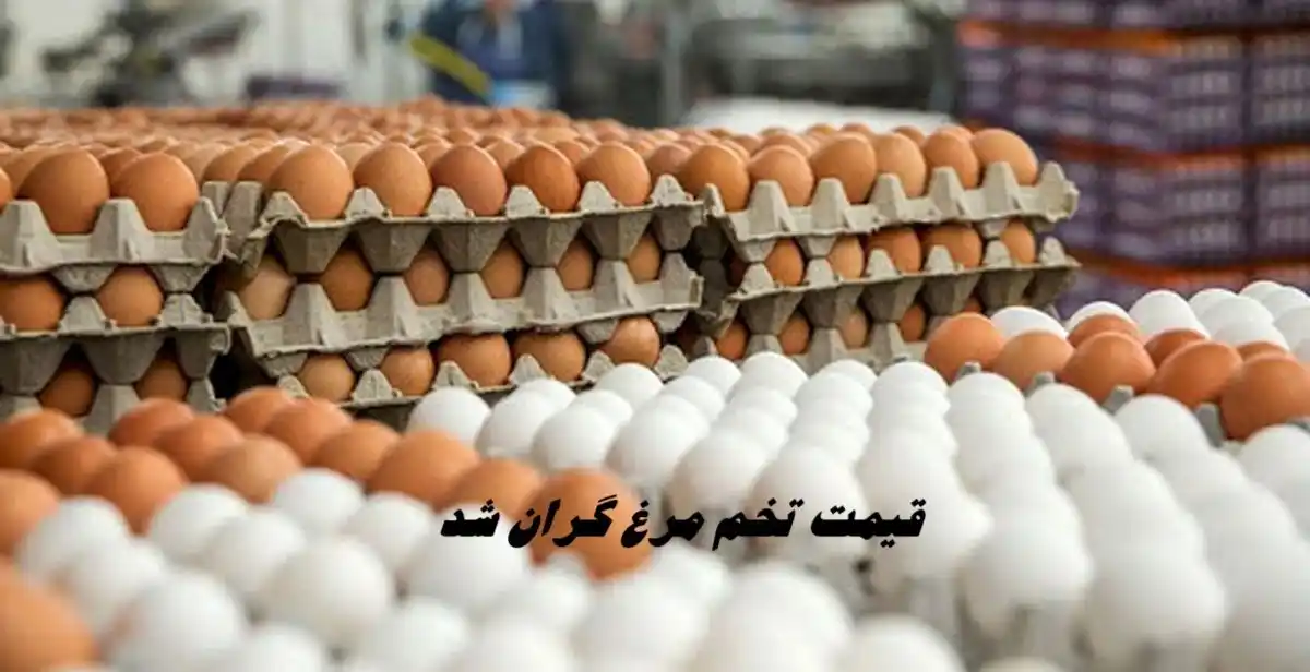 قیمت تخم‌مرغ گران شد؛ هر کیلو درب مرغداری ۷۹٬۰۰۰ تومان اعلام شد