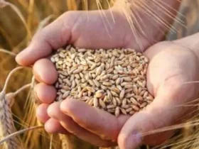قیمت خرید تضمینی گندم سال جاری اعلام شد