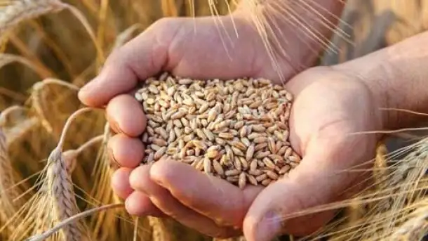 قیمت خرید تضمینی گندم سال جاری اعلام شد