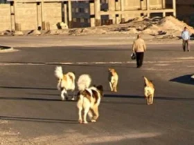 مرگ مرد ۷۰ ساله در میان جلگه بر اثر حمله سگ نگهبان