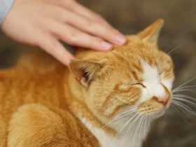 چرا نوازش گربه باعث آرامش می‌شود؟