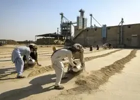 سیل یک پنجم برنج پاکستان را نابود کرد - خطر کاهش ۹ درصدی تولید سالانه