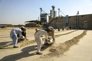 سیل یک پنجم برنج پاکستان را نابود کرد - خطر کاهش ۹ درصدی تولید سالانه