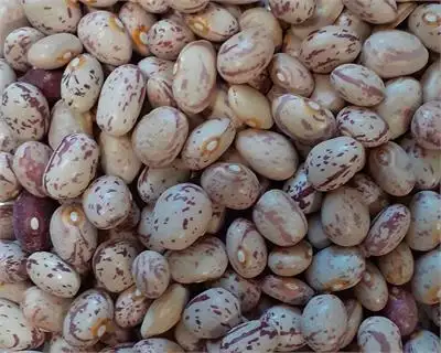 پیش‌بینی کاهش قیمت لوبیا چیتی با آغاز فصل برداشت - لوبیا چیتی چند؟