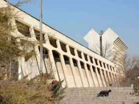 پاسخ موزه فرش به قطع درختان سه چنار خشک با مجوز شهرداری حذف شد