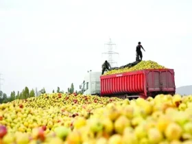 طاهریمهر برخی سودجویان با ارسال میوههای خراب، اعتبار ایران را مخدوش کردند