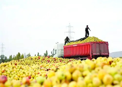 طاهریمهر برخی سودجویان با ارسال میوههای خراب، اعتبار ایران را مخدوش کردند