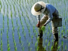 هشدار رسمی درباره وضعیت کشت برنج در ایران