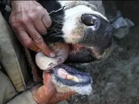 خطر کمبود گوشت و لبنیات در ایران؛ بحران تببرفکی به بازار رسید