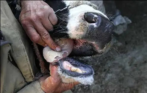 خطر کمبود گوشت و لبنیات در ایران؛ بحران تببرفکی به بازار رسید