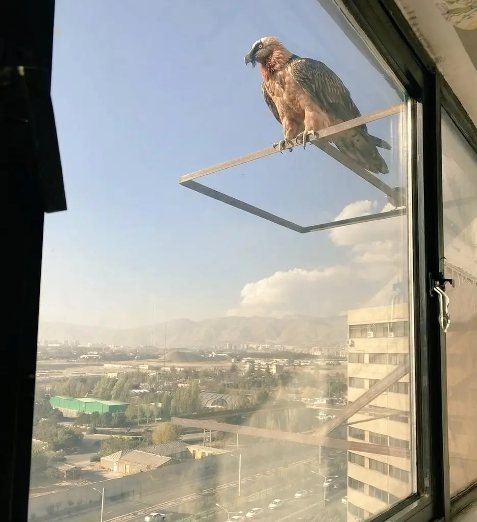 همای سعادت در اکباتان