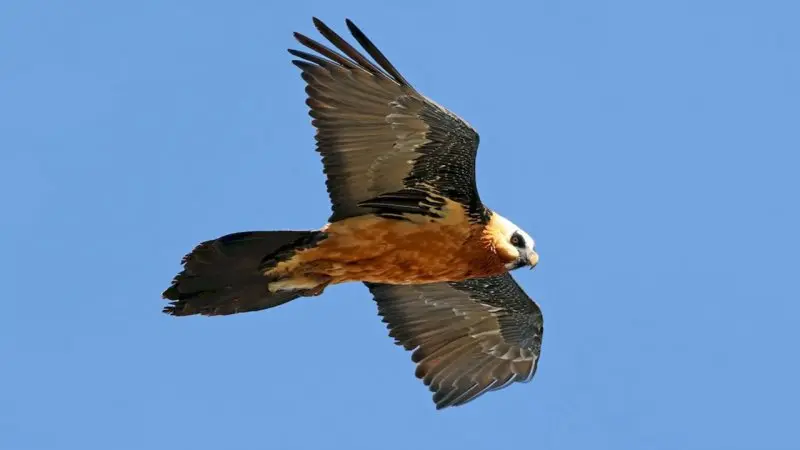 همای سعادت در آسمان اکباتان؛ انتشار یک عکس نادر از بزرگ‌ترین پرنده ایران