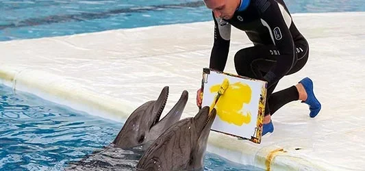 پارک دلفین های کیش مکانی مناسب برای تور نوروز 1405