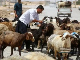 دام زنده گران شد؛ قیمت گوسفند و گوساله امروز چند؟ + جدول