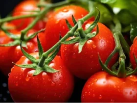 سلطان گرانی ماه معرفی شد؛ جهش ۴۳ درصدی قیمت این محصول