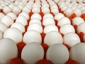 قیمت تخم مرغ امروز 11 بهمن 1404