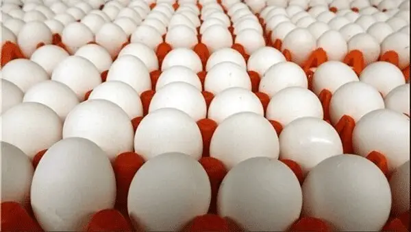 قیمت تخم مرغ امروز 11 بهمن 1404