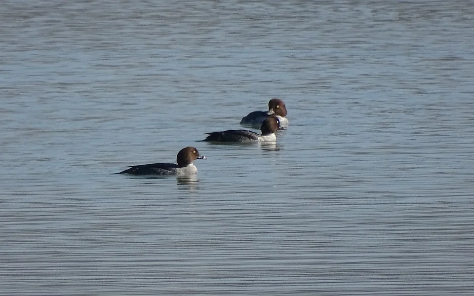 ویژگی های رفتاری و زیستگاهی اردک چشم طلایی