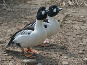 اردک چشم‌طلایی چیست و چرا چشم‌ هایش زرد طلایی است؟