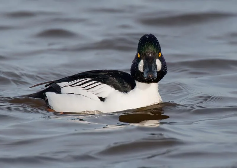 ثبت اردک چشم طلایی در تالاب جوکندان تالش