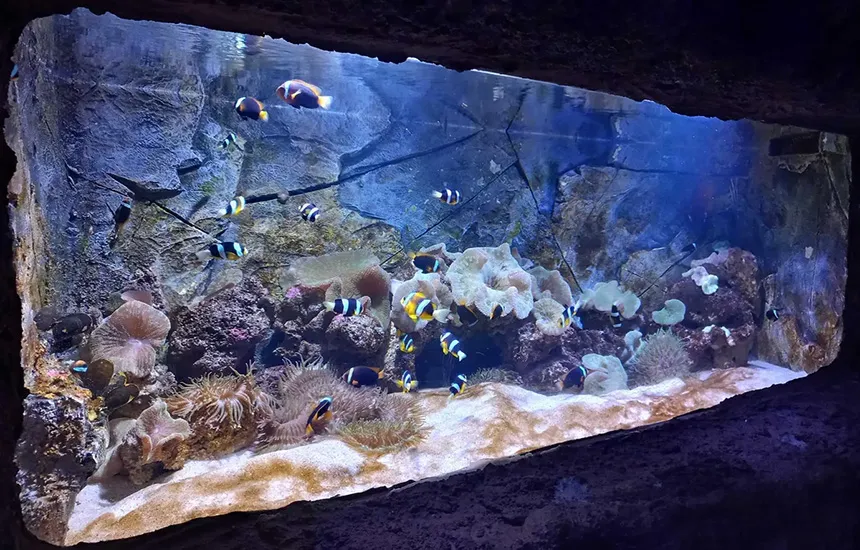 نکات مهم برای بازدید از آکواریوم انزلی 