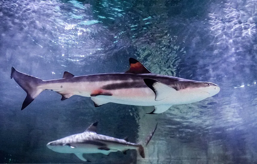 کوسه‌ها و واتوز