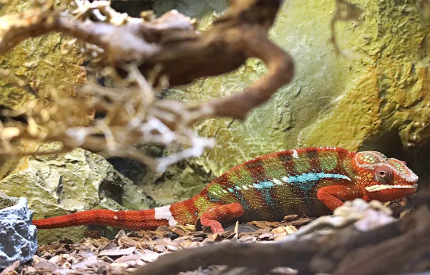 آکواریوم انزلی کجاست و چطور برویم؟