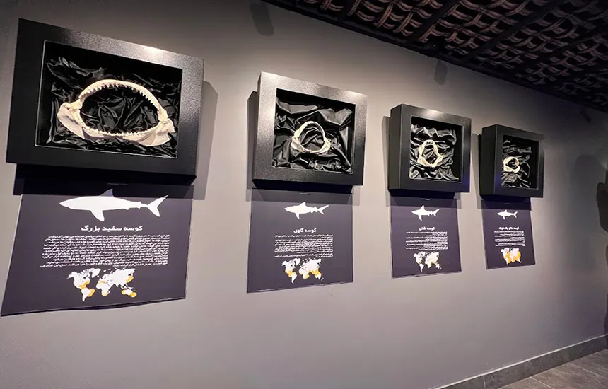 بخش آرواره آکواریوم انزلی 