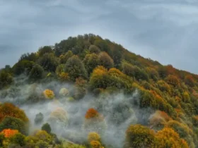 جنگل الیمستان کجاست؟ راهنمای کامل سفر + مسیر دسترسی!