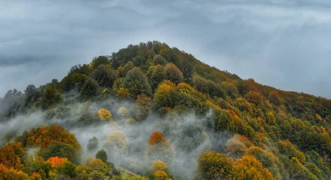 جنگل الیمستان کجاست؟ راهنمای کامل سفر + مسیر دسترسی!