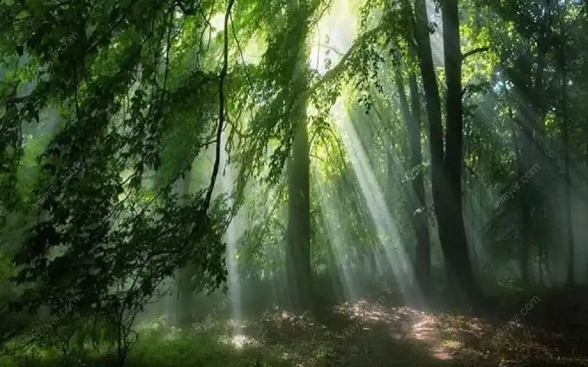 بازدید از جنگل الیمستان