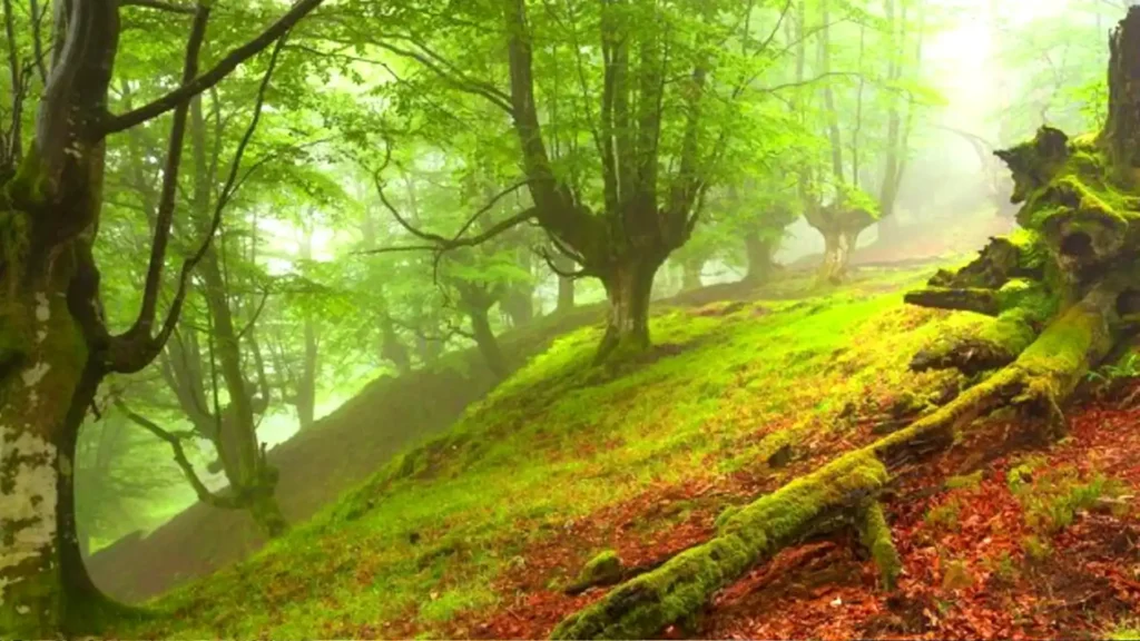 جنگل نوردی و کوه پیمایی در مسیرهای پاکوب الیمستان