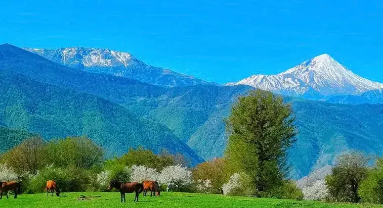 امکانات رفاهی در جنگل الیمستان