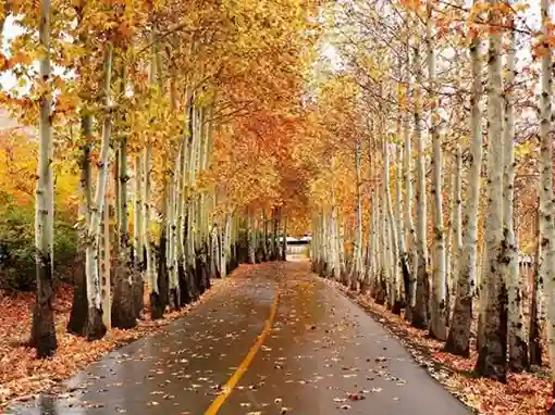 تنوع زیستی و فضای طبیعی پارک ناژوان