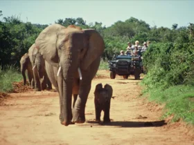 سفرهای اکتشافی چیست؟ راهنمای کامل + مزایا، هزینه و آینده این ترند گردشگری